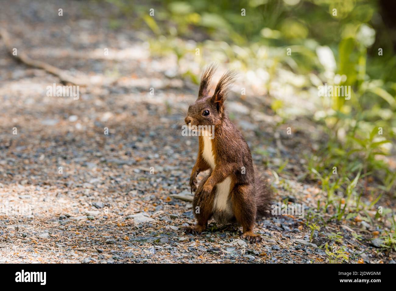 Curieux écureuil roux sciurus vulgaris dans le parc à la recherche