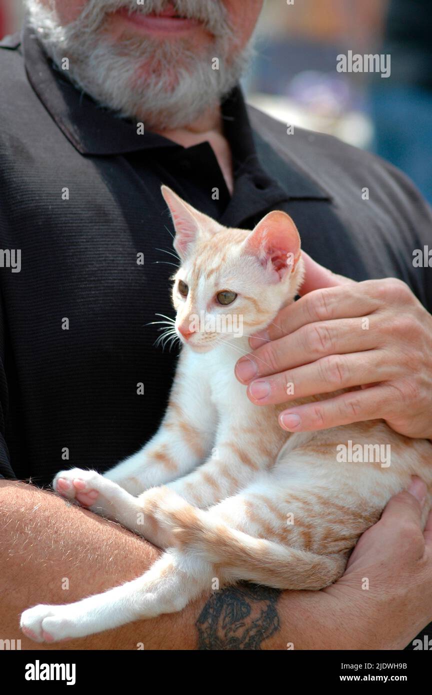 Man avec son chat qui est un membre de la famille Banque D'Images