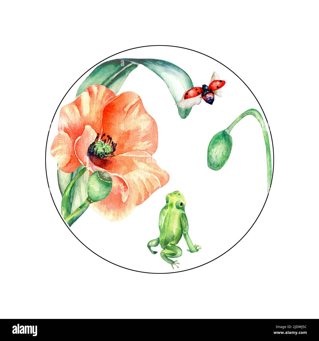 Cadre circulaire avec une illustration blanche représentant une grenouille, un coccinelle et un coquelicot. Composition de modèle de carte lumineuse peinte à la main. Élément fleurs de prairie, des Banque D'Images