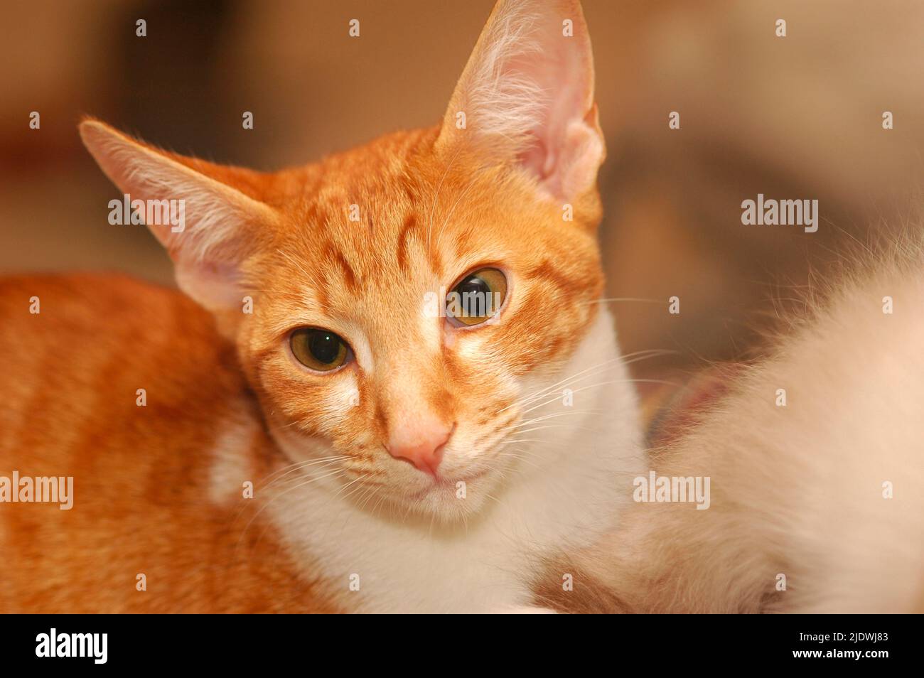 Cheveux courts orientaux croisés avec le chat Rex cornoueux Banque D'Images