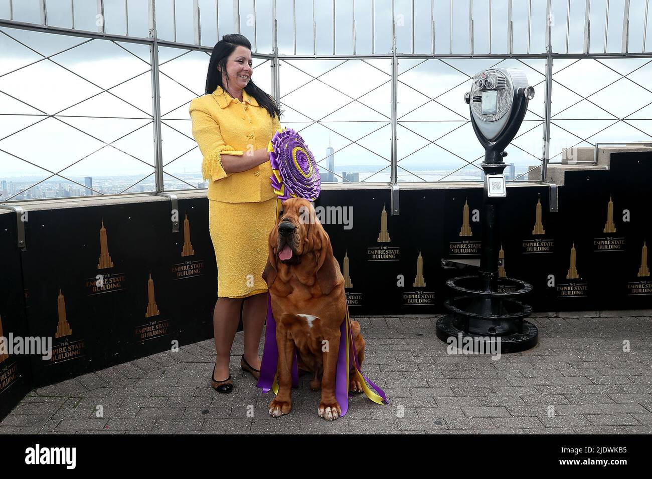 New York, NY, États-Unis. 23rd juin 2022. Lauréat du prix Best in Show au Westminster Dog Show, Trumpet, un chien de sang à l'Empire State Building. Crédit : Steve Mack/Alay Live News Banque D'Images