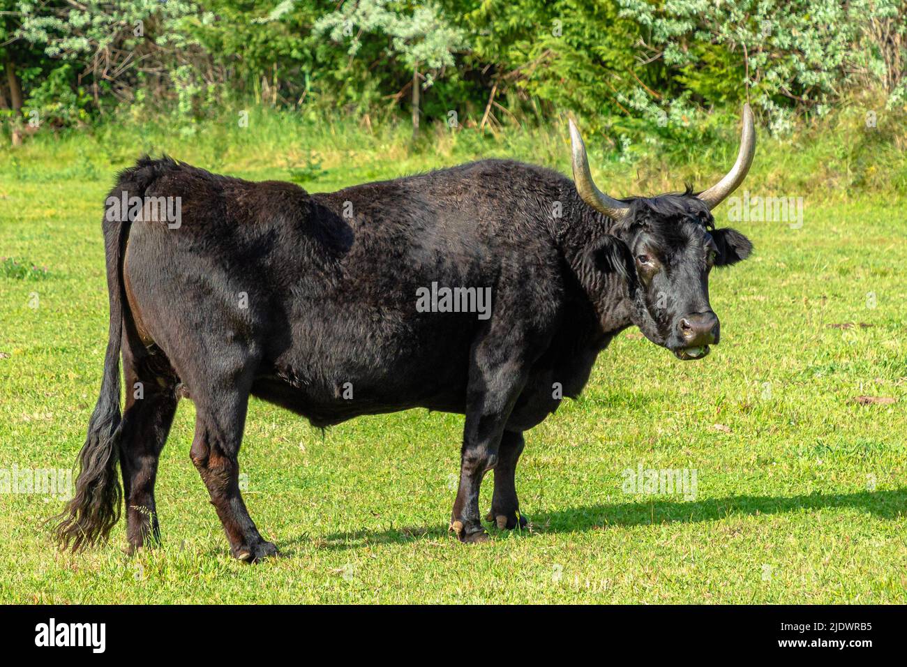 Portrait de taureau brun avec de grandes cornes isolées sur l'herbe. Banque D'Images