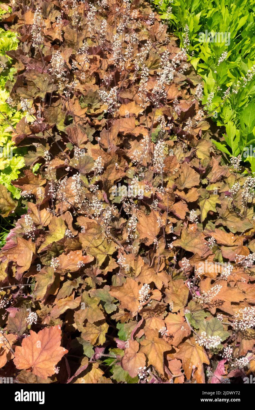 Mousseuse de Bells, Heucherella 'Art déco', Heucherellas contraste de couleurs dans le jardin Banque D'Images