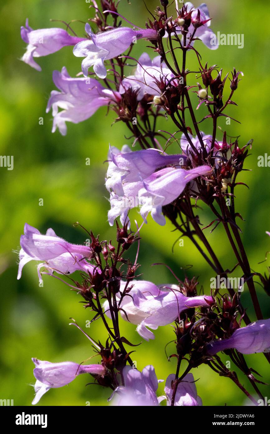 Foxglove BeardTongue Penstemon digitalis 'Pocahontas' Penstemon flower portrait fleurs tubulaires bleu pâle Banque D'Images