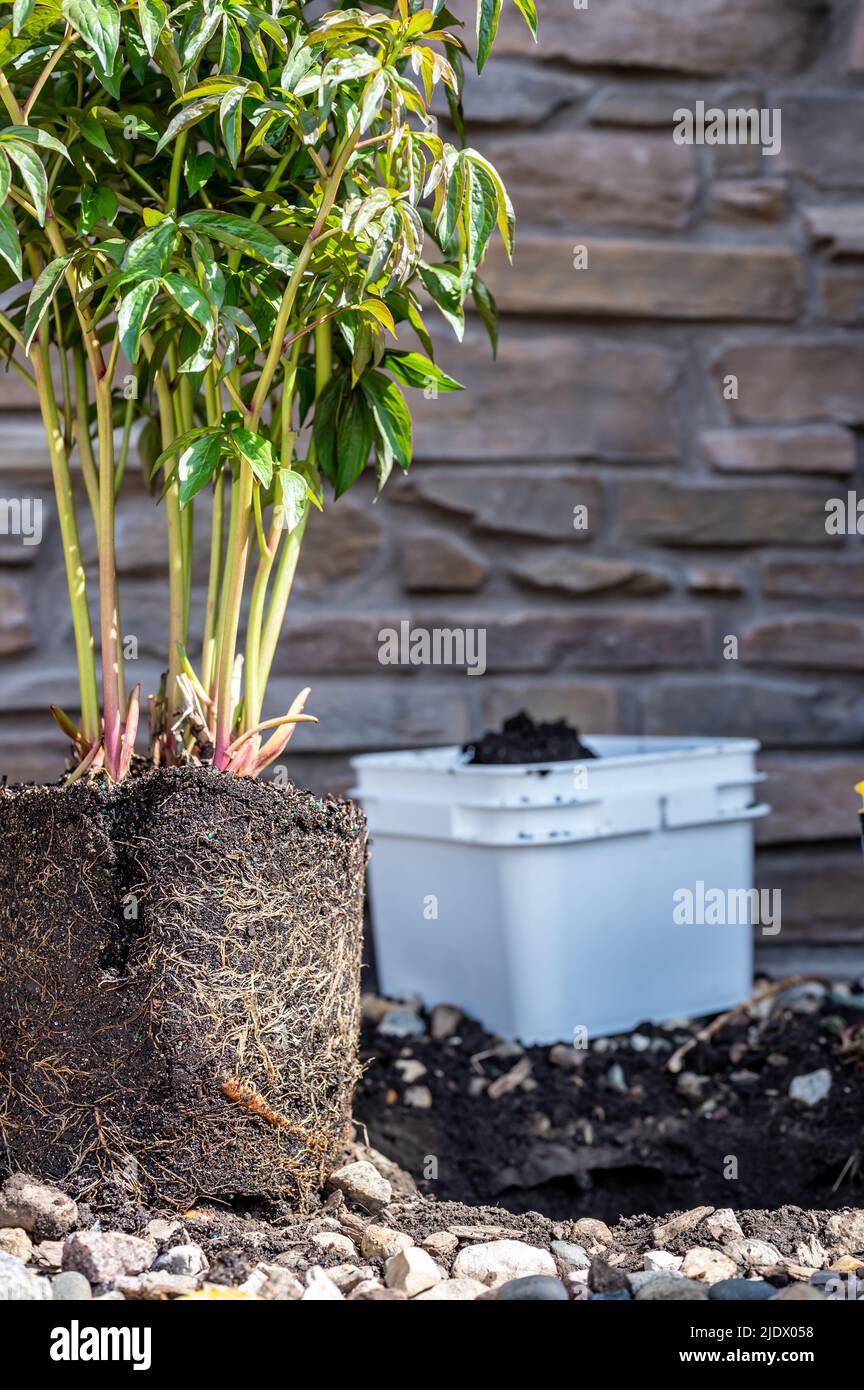 Transplantant une plante en pot liée à la racine à un trou récemment creusé dans une bordure rockée près d'une maison. Banque D'Images