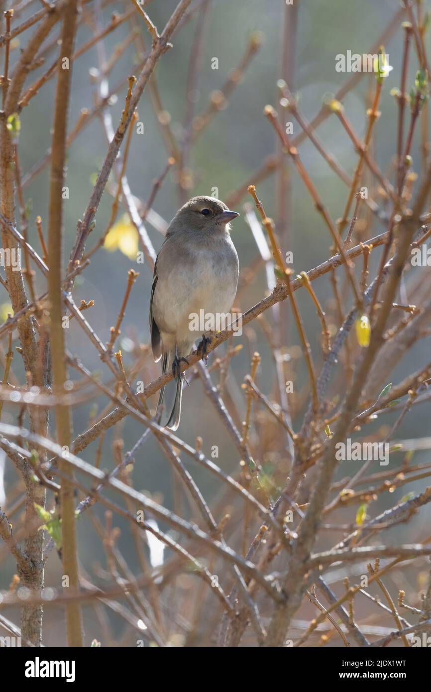 Un Chaffinch féminin (Fringilla Coelebs) - connu sous le nom de Shelfie en Écosse - photographié au soleil de printemps perchée sur un Forsythia Bush à Bud Banque D'Images