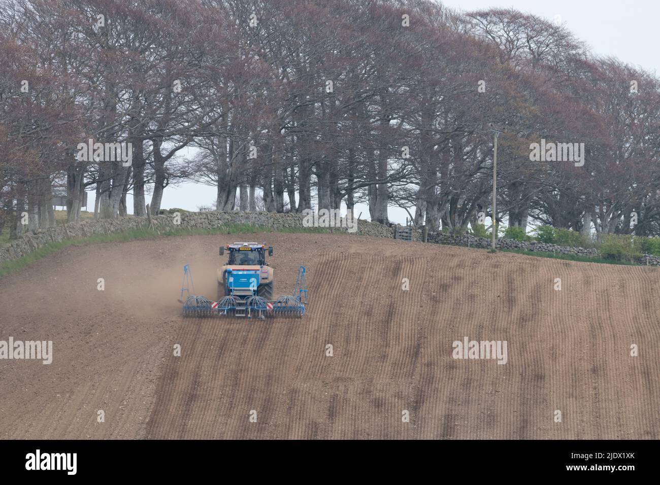 Vue arrière d'un tracteur et d'un semoir pneumatique Lemken en flanc de colline au printemps avec arbres de hêtre (Fagus sylvatica) et Dyke de Drystane en arrière-plan Banque D'Images