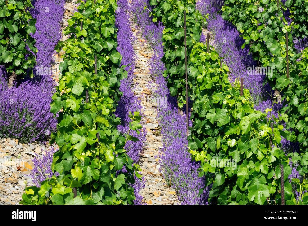Floraison, Lavandula, croissance, in, Rows, Vignoble, juin, Vineyard rows, Lavender, Blooming Banque D'Images