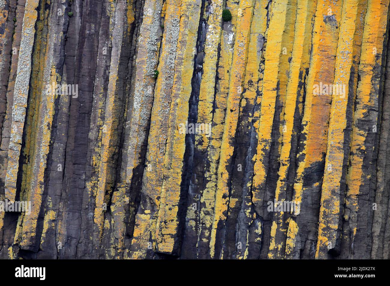 Lichen et algues sur les colonnes de basalte de Fingal's Cave sur Staffa, Écosse, Royaume-Uni Banque D'Images