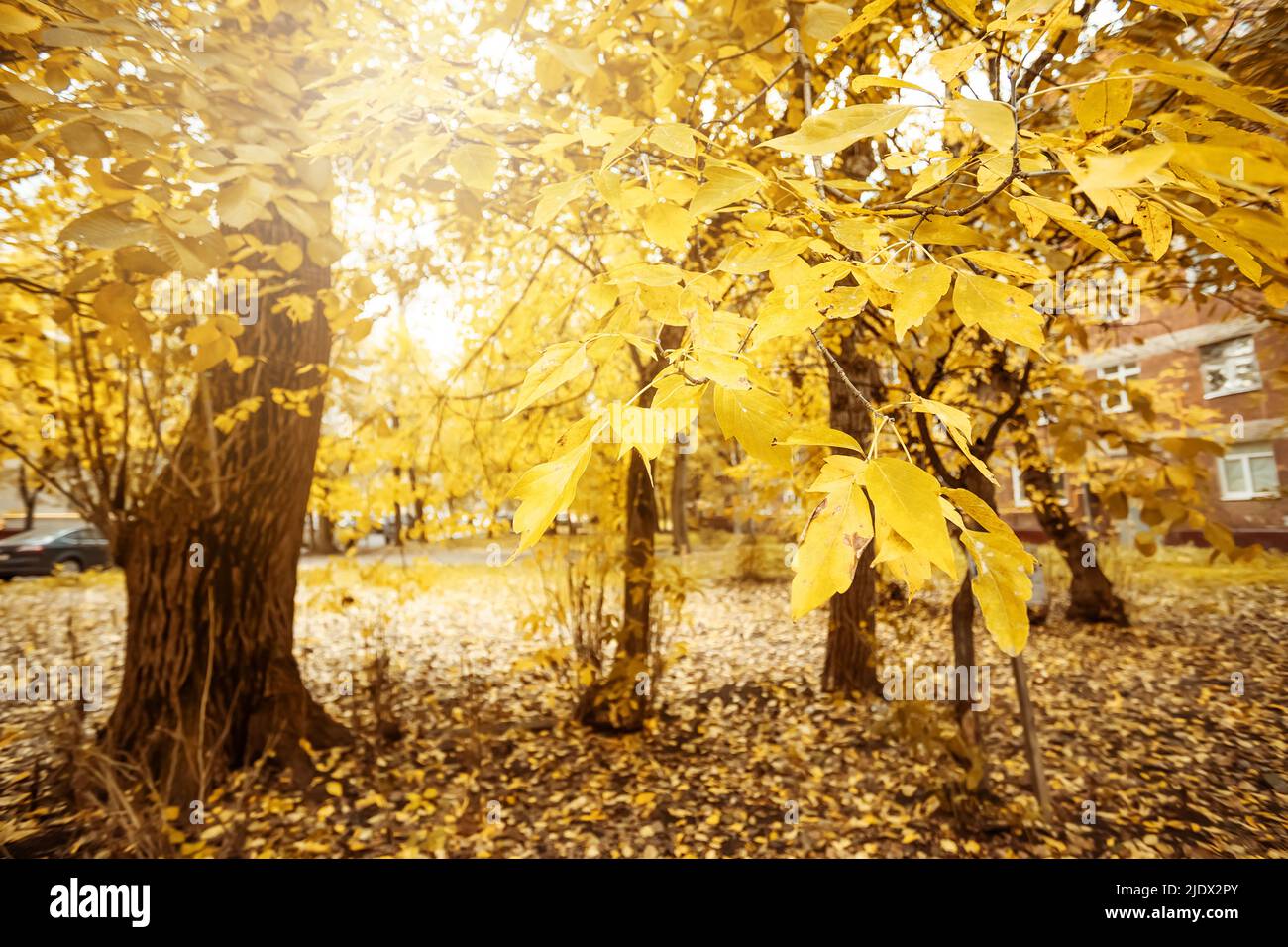 Les feuilles commencent à devenir jaunes sur une branche d'arbre. Début de l'automne. Mise au point sélective Banque D'Images