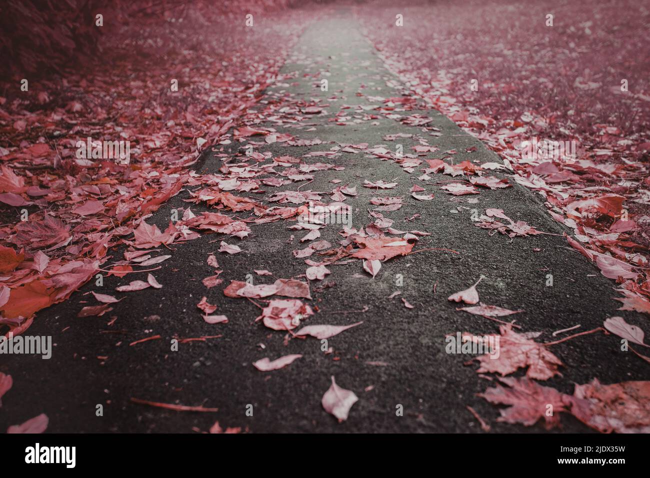 Des feuilles jaunes et rouges se trouvent sur la route. Feuilles d'érable sur l'asphalte. Automne de feuilles. Les feuilles d'érable ont décollé des arbres. Feuilles tombées sous la pluie. Banque D'Images