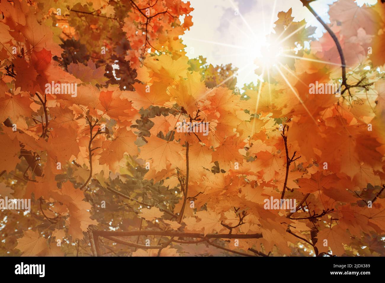 L'automne laisse le fond. Feuille d'érable jaune sur texture floue avec lumière du soleil, bokeh ensoleillé, espace de copie. Concept de la saison d'automne. Carte d'automne dorée Banque D'Images