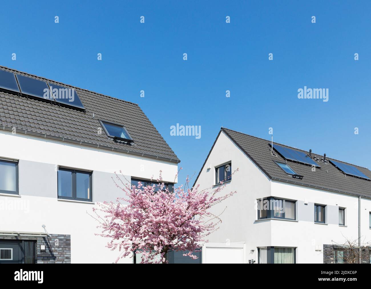 Allemagne, Rhénanie-du-Nord-Westphalie, Cologne, fleurs de cerisiers en fleurs devant des maisons de banlieue modernes Banque D'Images