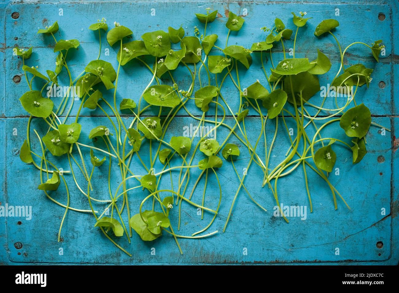 Studio shot de laitue indienne (Claytonia perfoliata) plat posé sur fond rustique en bois Banque D'Images