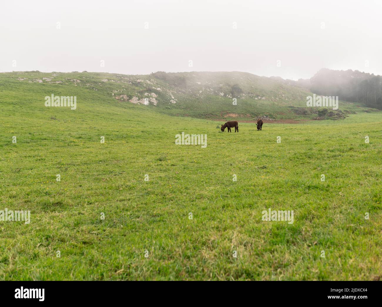 Pâture d'âne sur un terrain vert Banque D'Images