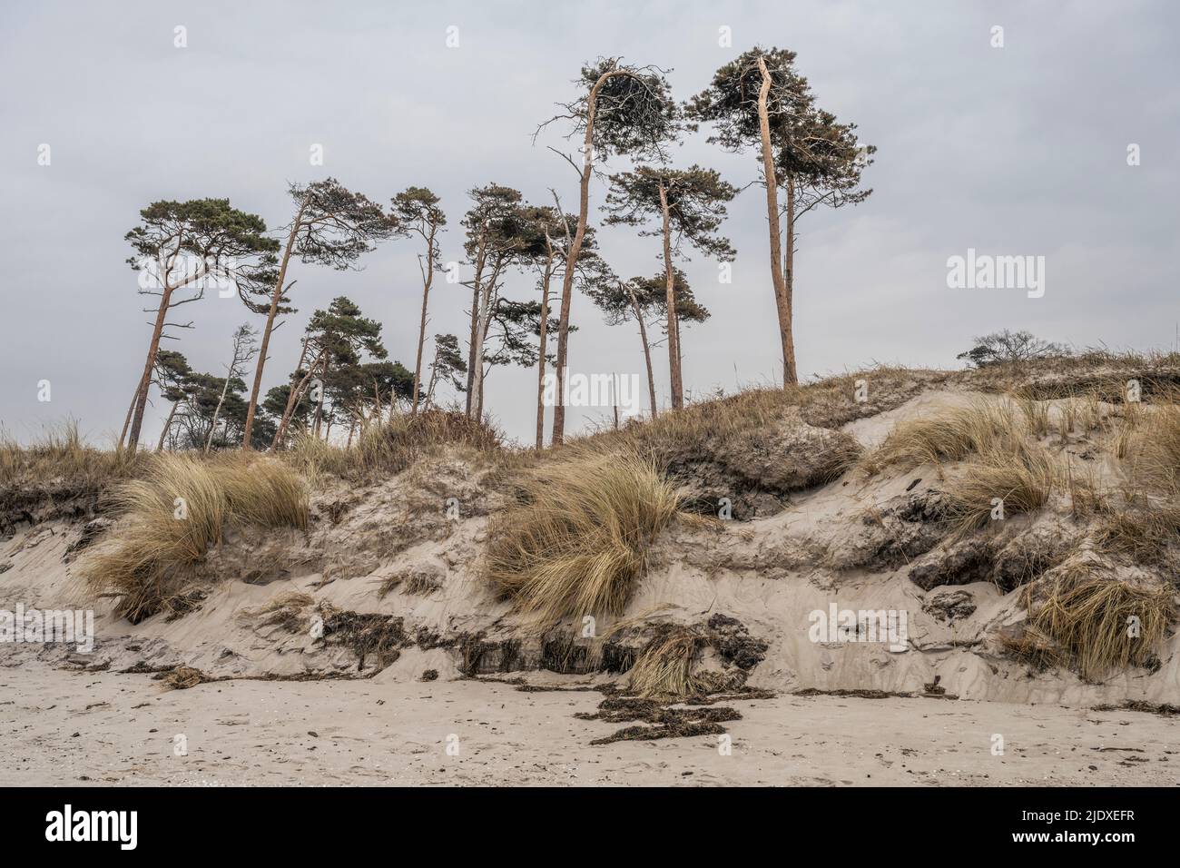 Allemagne, Mecklembourg-Poméranie occidentale, dunes de sable de la péninsule de Fischland-Darss-Zingst Banque D'Images