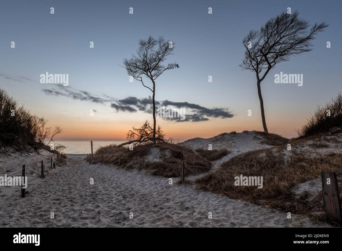 Allemagne, Mecklembourg-Poméranie occidentale, dunes de sable de la péninsule de Fischland-Darss-Zingst au crépuscule Banque D'Images