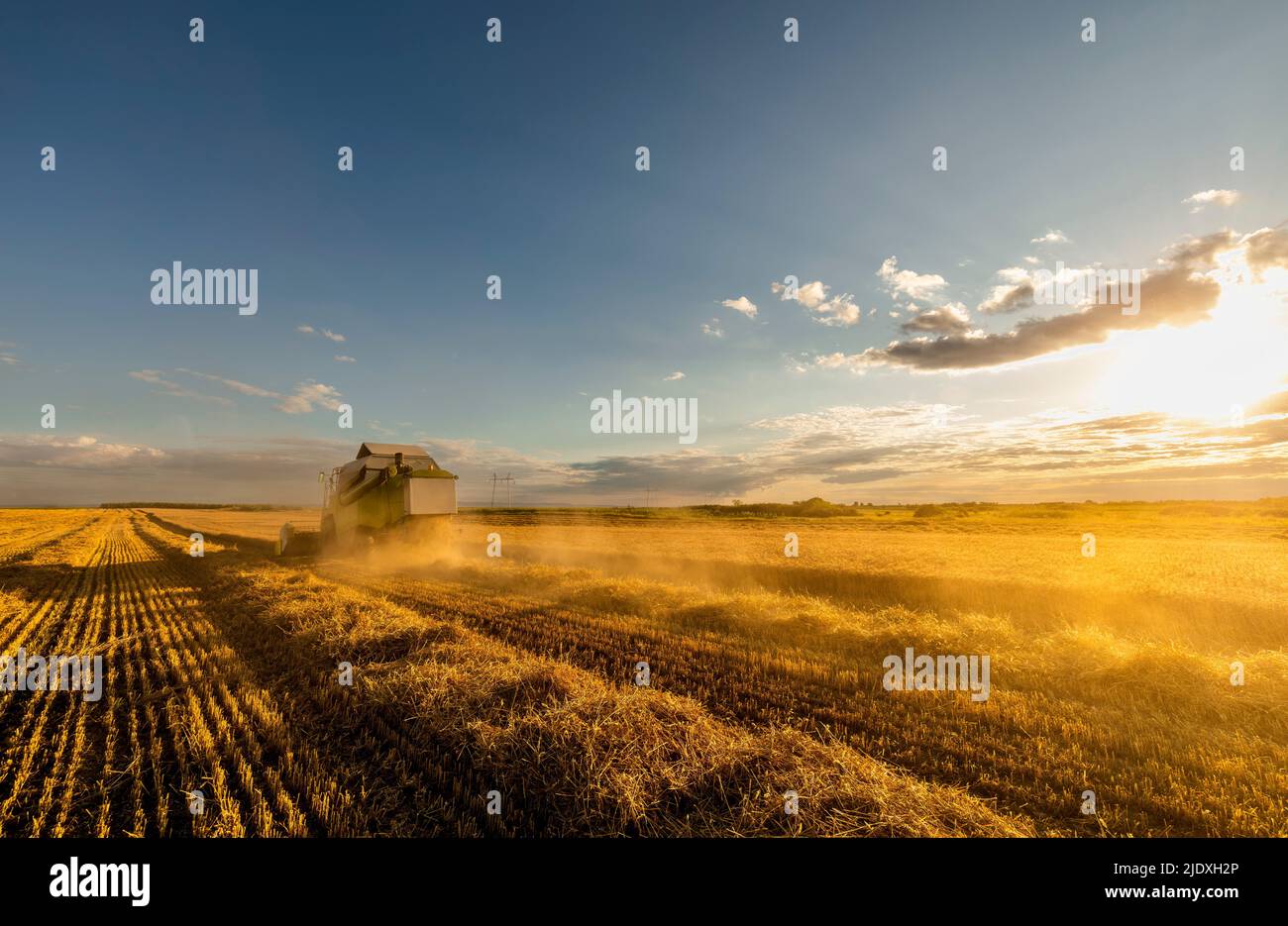 Moissonneuse-batteuse soufflant de la poussière sur le champ de blé au coucher du soleil Banque D'Images