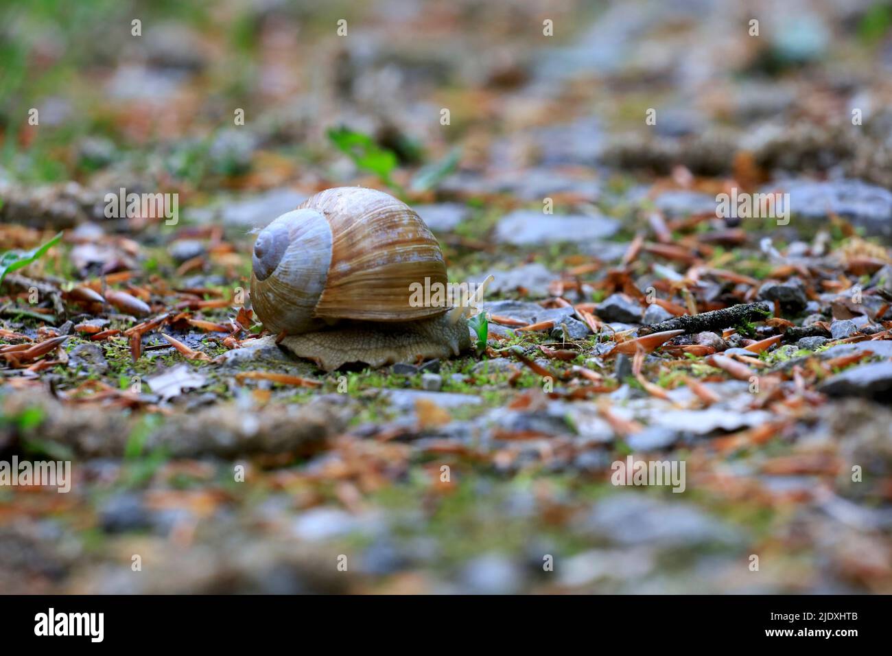 Petit escargot brun rampant à l'extérieur Banque D'Images