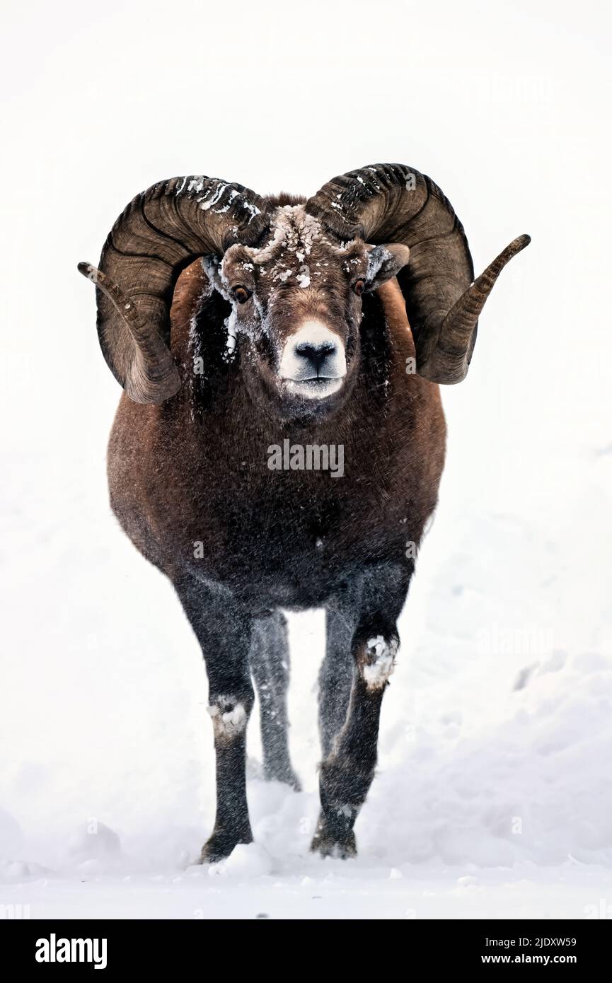 Une montagne rocheuse à boucles complètes le mouflon de Bighorn 'Ovis canadensis', marchant vers l'avant à travers la neige fraîchement tombée montrant un comportement agressif Banque D'Images