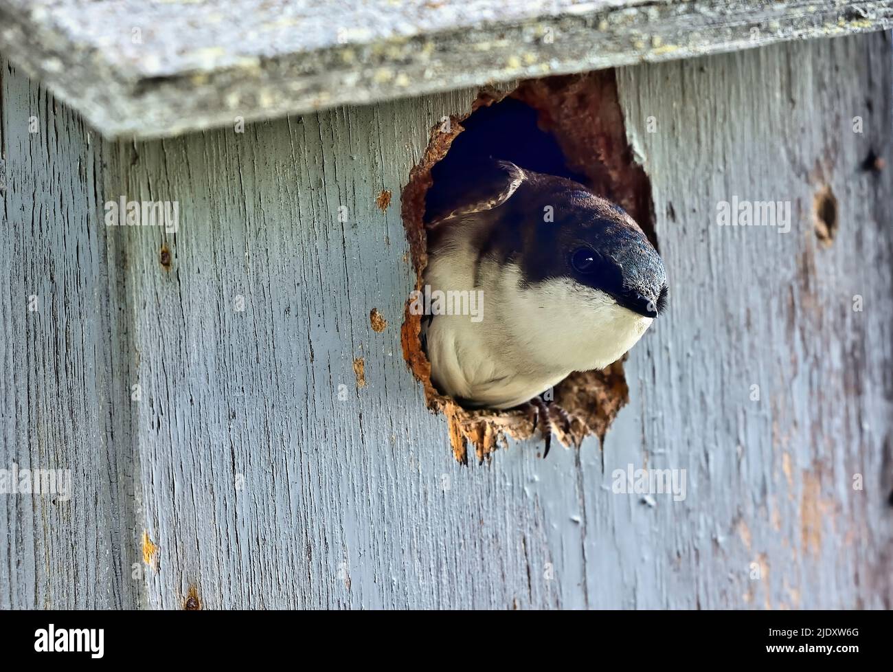 Un arbre d'allow 'Tachycineta bicolor', piquant dehors d'une boîte de nid qu'elle a choisi d'élever ses poussins dans Banque D'Images