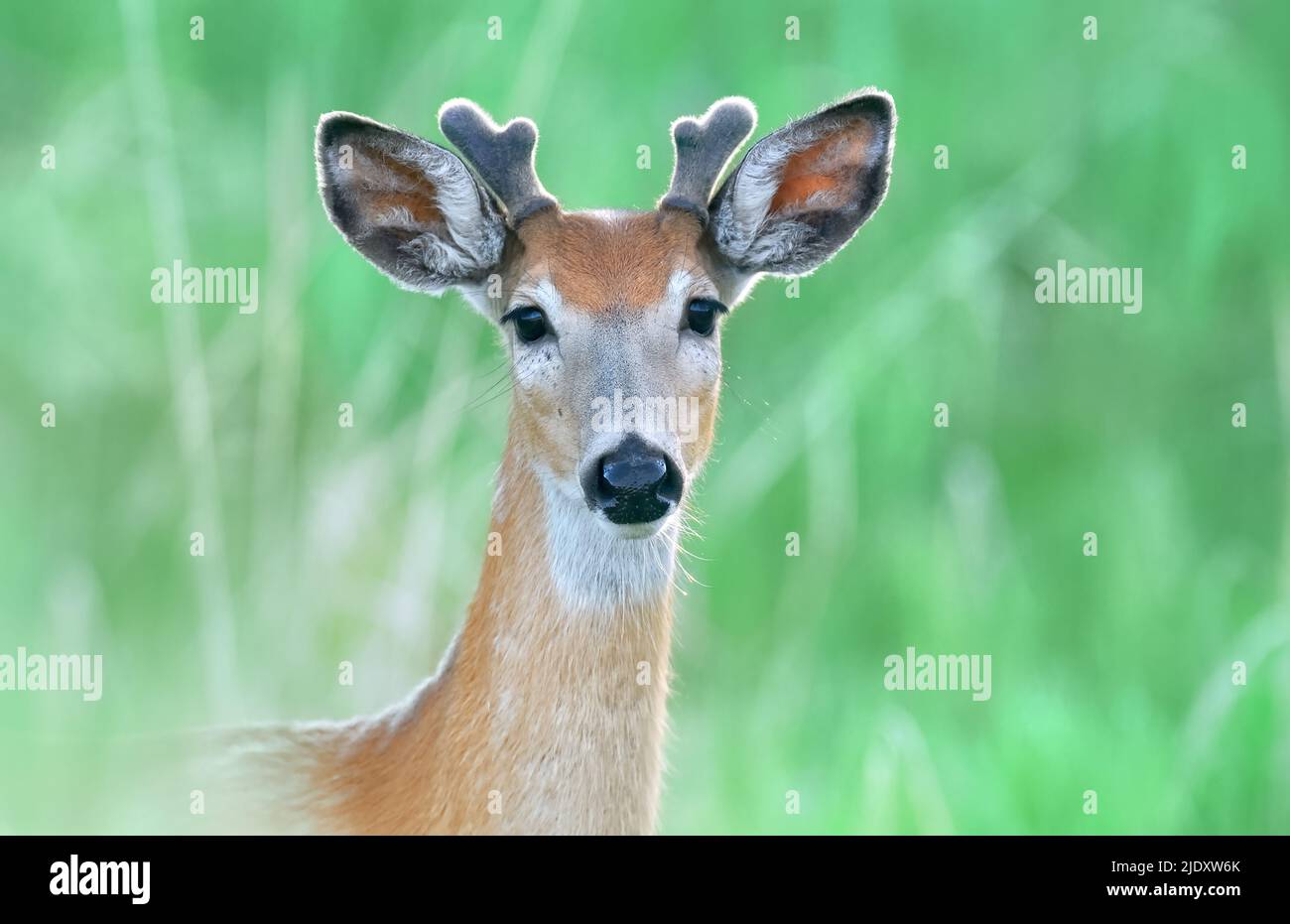Un portrait horizontal en gros plan d'un jeune cerf de Buck à queue blanche, 'Odocoileus virginianus'; avec contact oculaire sur un fond vert doux et désorienté. Banque D'Images