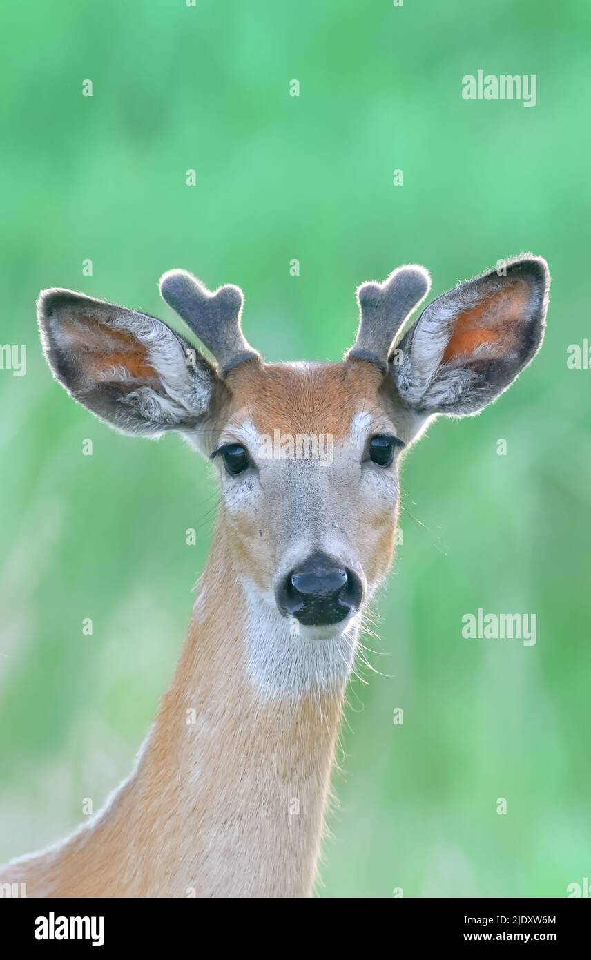 Un portrait en gros plan d'un jeune cerf de Virginie 'Odocoileus virginianus, avec contact avec les yeux sur un fond vert doux défusé. Banque D'Images