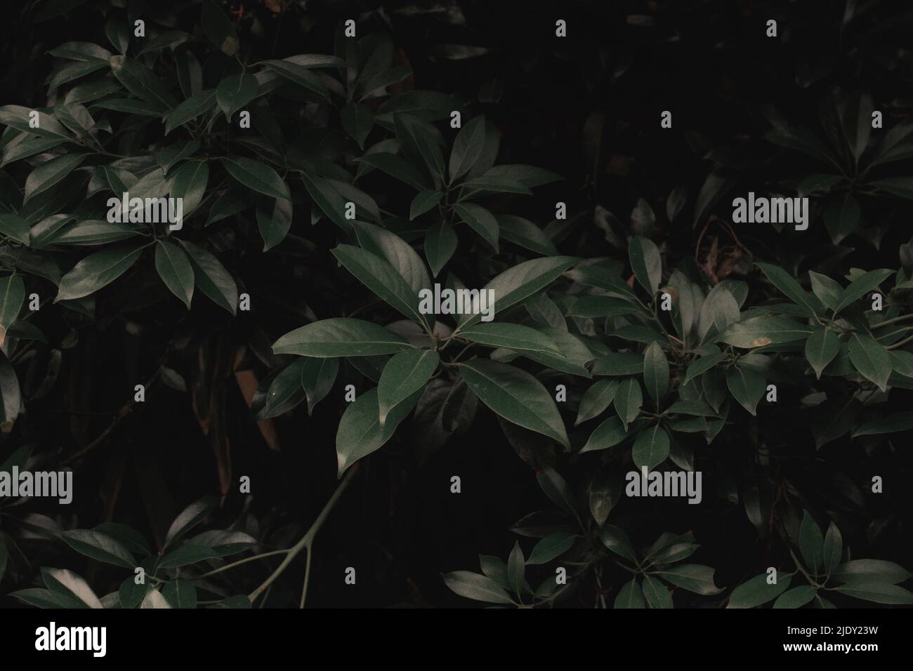 Végétation luxuriante à Patong en Thaïlande. Banque D'Images