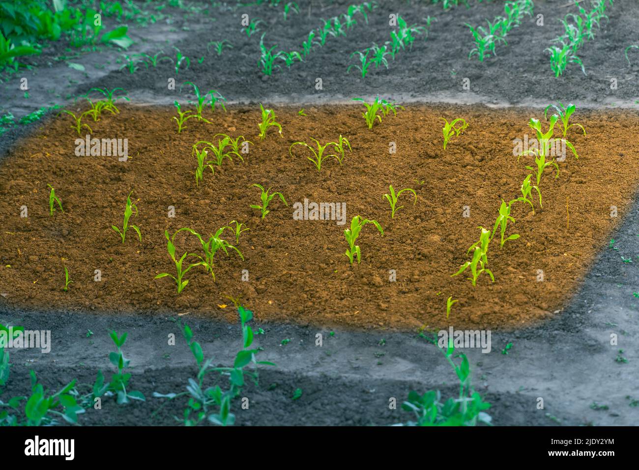 Un lit de jardin est mis en valeur dans des couleurs chaudes. Un lit fertile avec du maïs en pleine croissance dans le jardin. Fertilisation du sol Banque D'Images