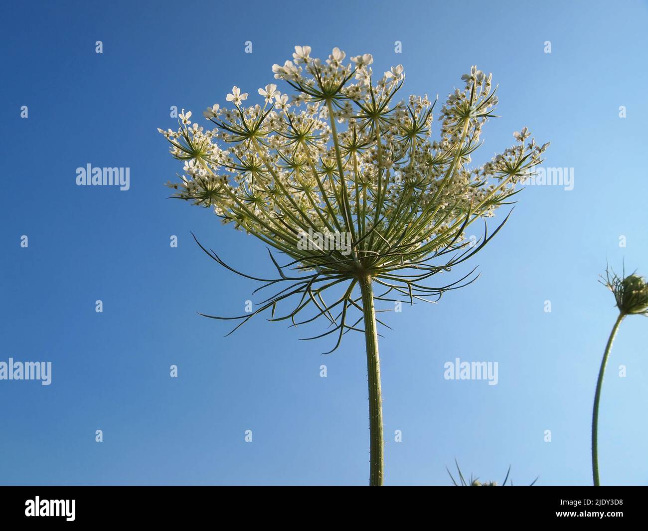 En regardant par le bas, la couchée d'une grande plante fleurie en dentelle de la reine Anne, sur fond de ciel bleu brillant. Banque D'Images