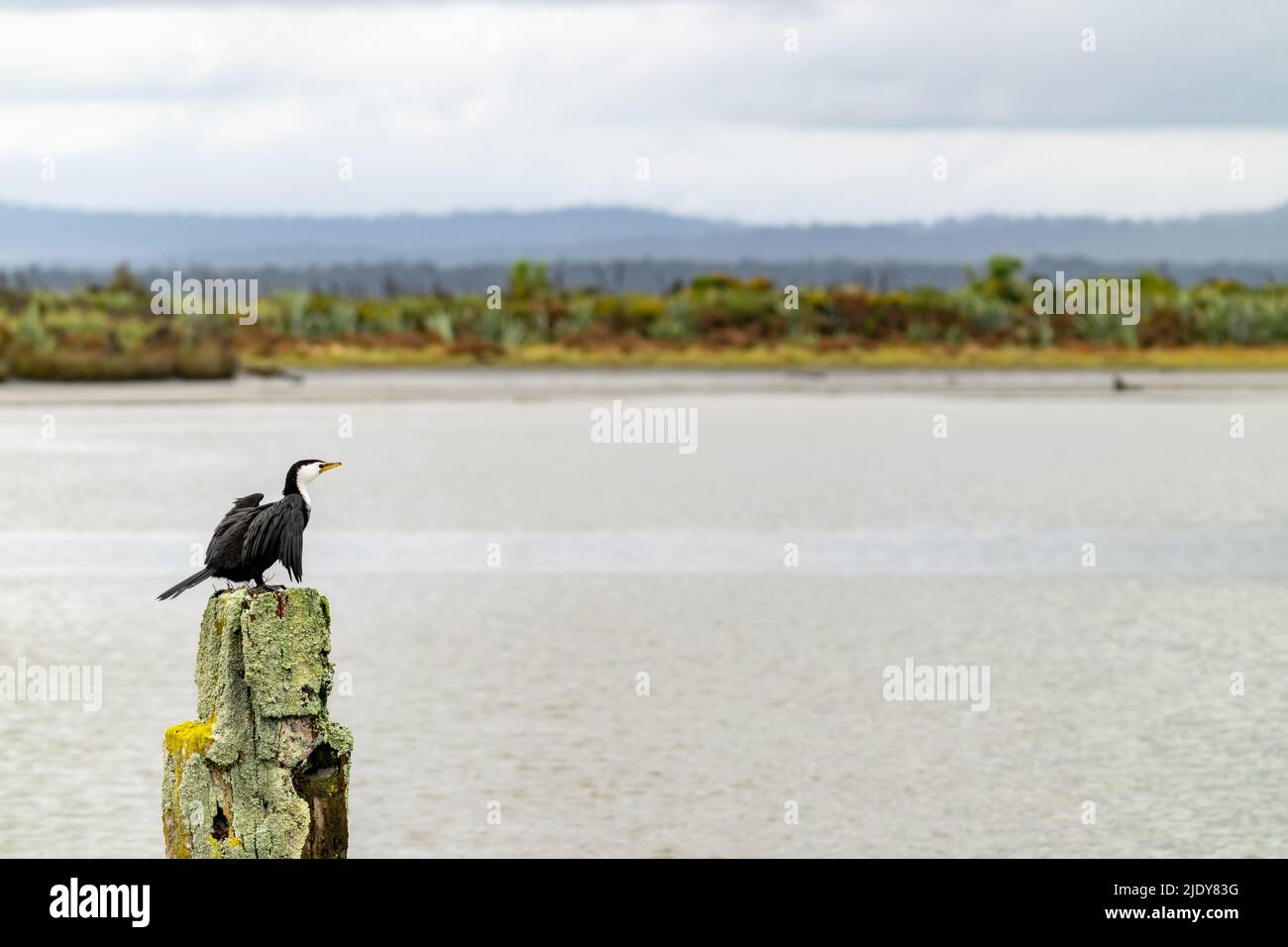 Cormorant à pied sur l'ancien poste de quai couvert de lichen dans le lagon d'Okarito, côte ouest de la Nouvelle-Zélande. Banque D'Images