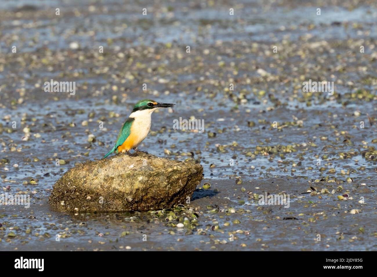 kingfisher de Nouvelle-Zélande sur la roche à marée basse dans le port de Tauranga. Banque D'Images