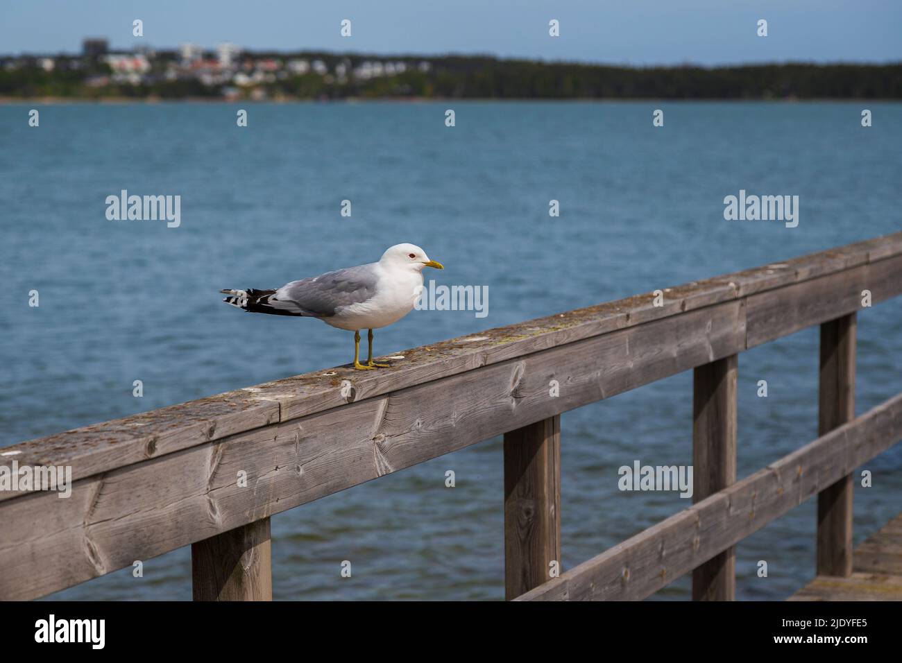 Gros plan d'un mouette qui se trouve sur une rambarde en bois par une journée ensoleillée en été. Banque D'Images