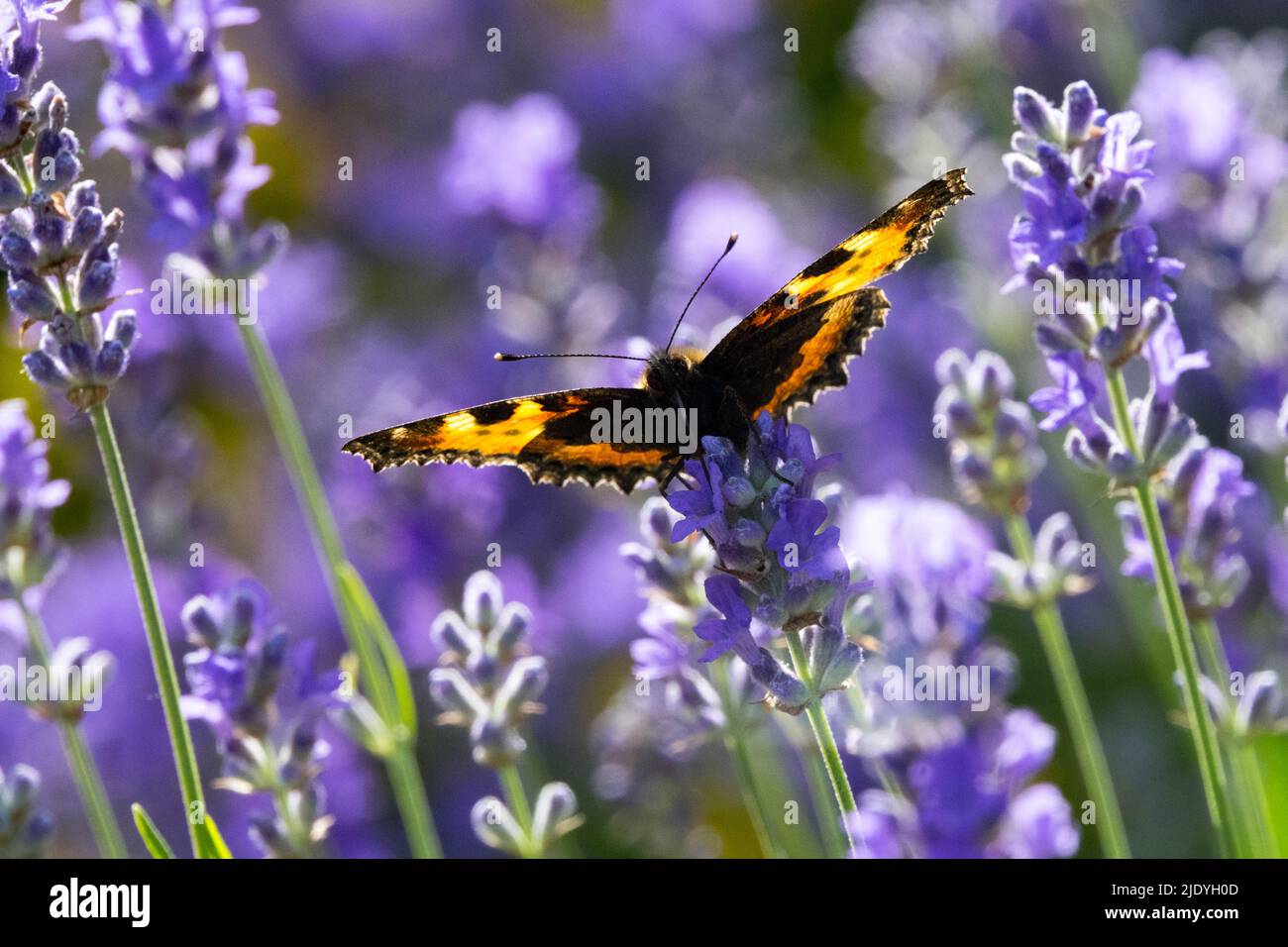 Ailes d'Aglais urticaire Aglais urticaire, petit Tortoiseshell papillon sur fleur de lavande Banque D'Images