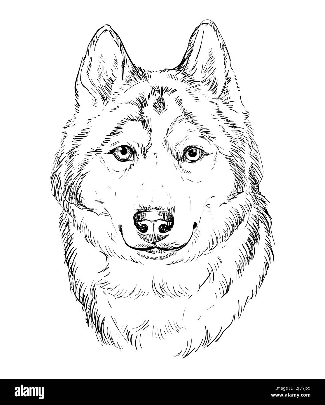 Chien à dessin main Husky Siberian illustration vectorielle isolée réaliste sur fond blanc. Joli chien drôle regardant dans l'appareil photo. Pour l'impression, la conception, Illustration de Vecteur