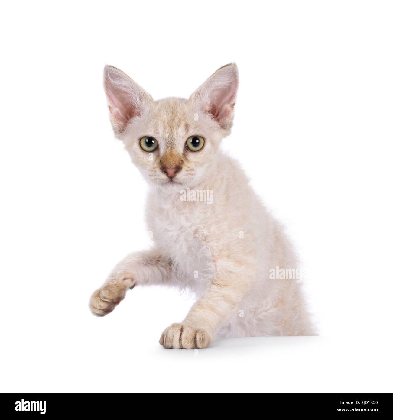 Tabby au chocolat tonkinese pointue long chaton LaPerm, debout derrière le bord. Regarder l'appareil photo. Une patte soulevée. Isolé sur une ba blanche Banque D'Images