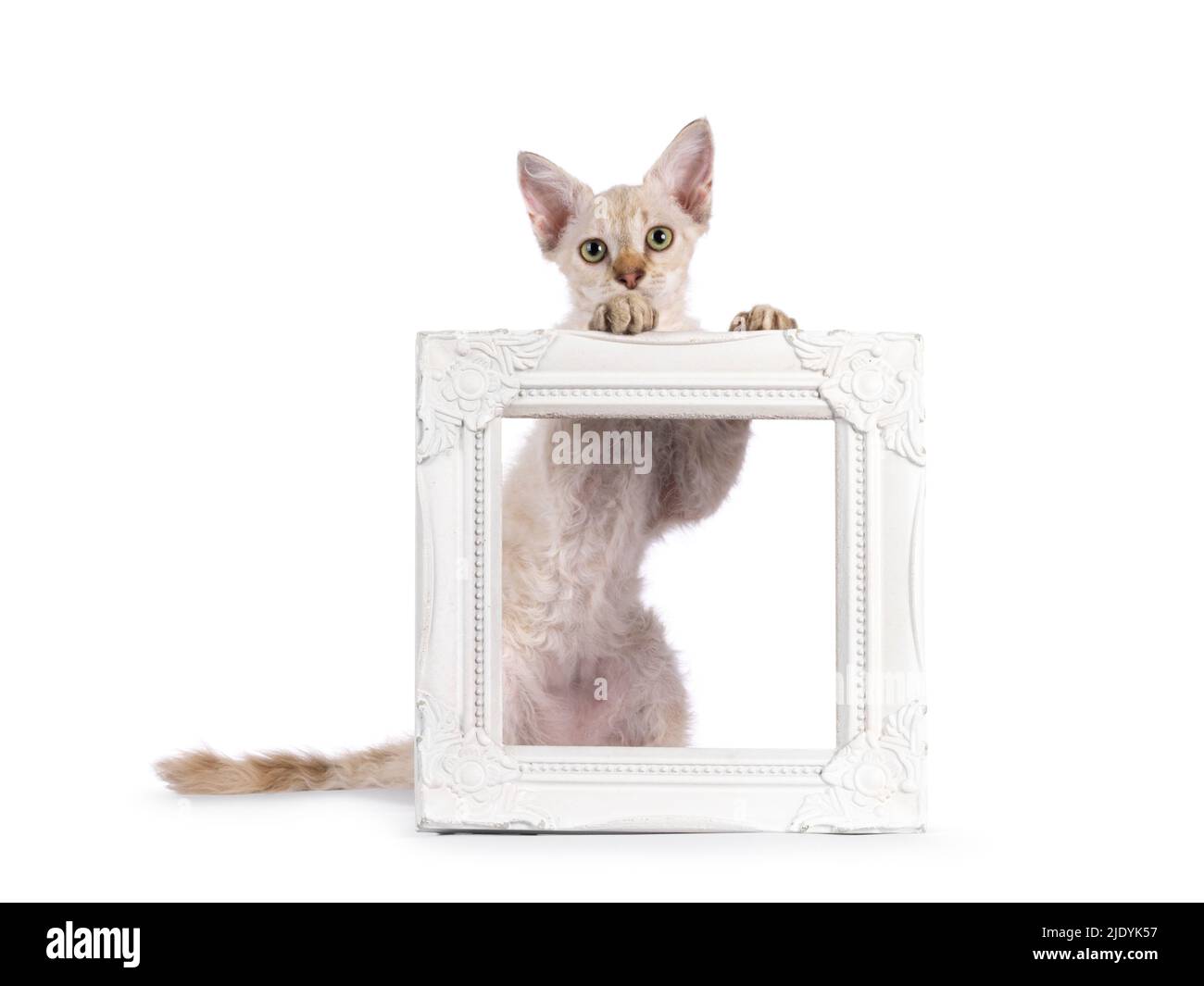 Tabby au chocolat tonkinese pointue long chaton LaPerm, debout derrière un cadre photo vide. Regarder l'appareil photo. Isolé sur un bac blanc Banque D'Images