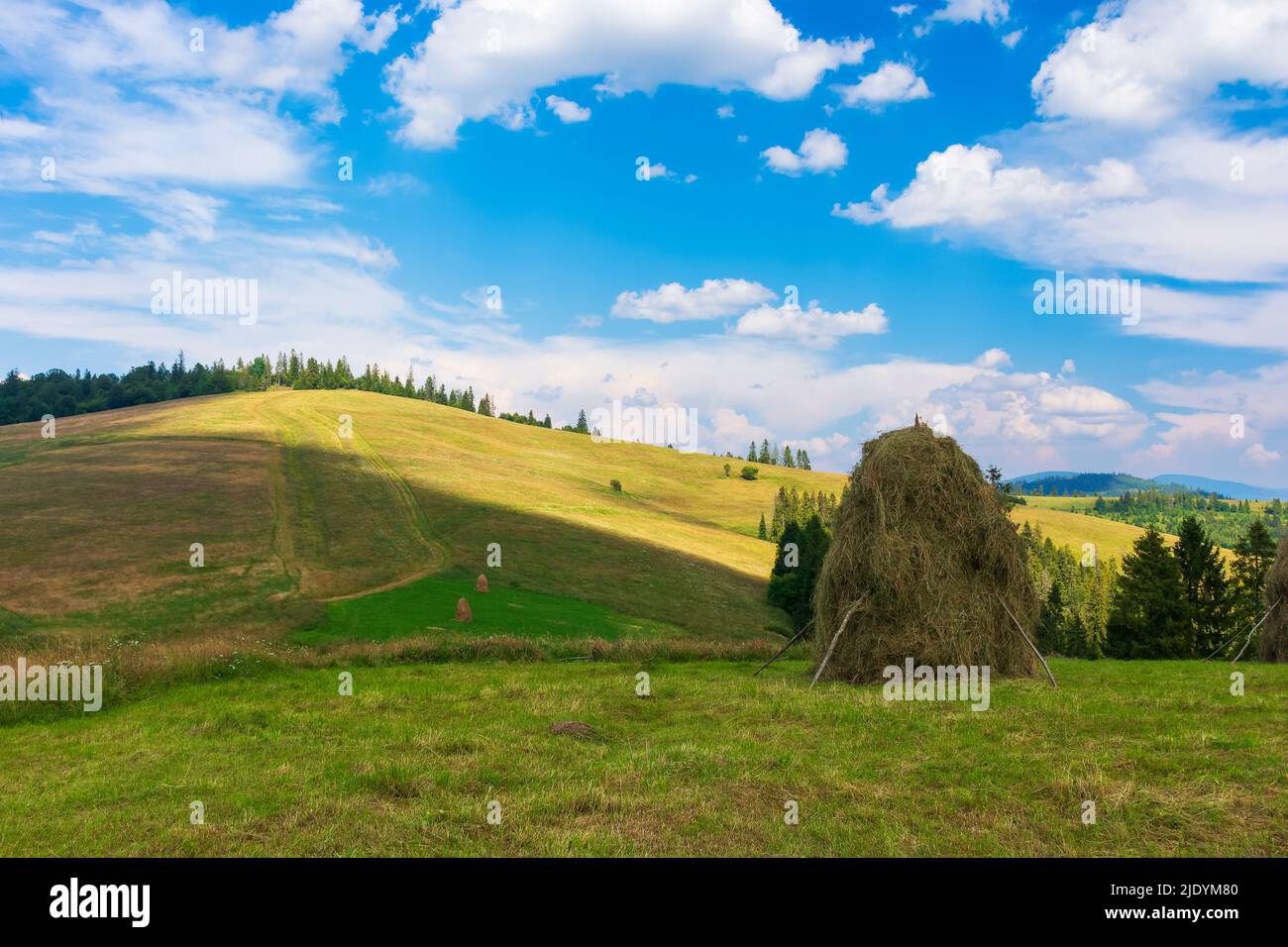 des montagnes de carpates sur le terrain herbacé sur la colline. magnifique paysage rural dans les montagnes de carpates par une journée ensoleillée d'été. nuages moelleux sur le ciel bleu en e Banque D'Images