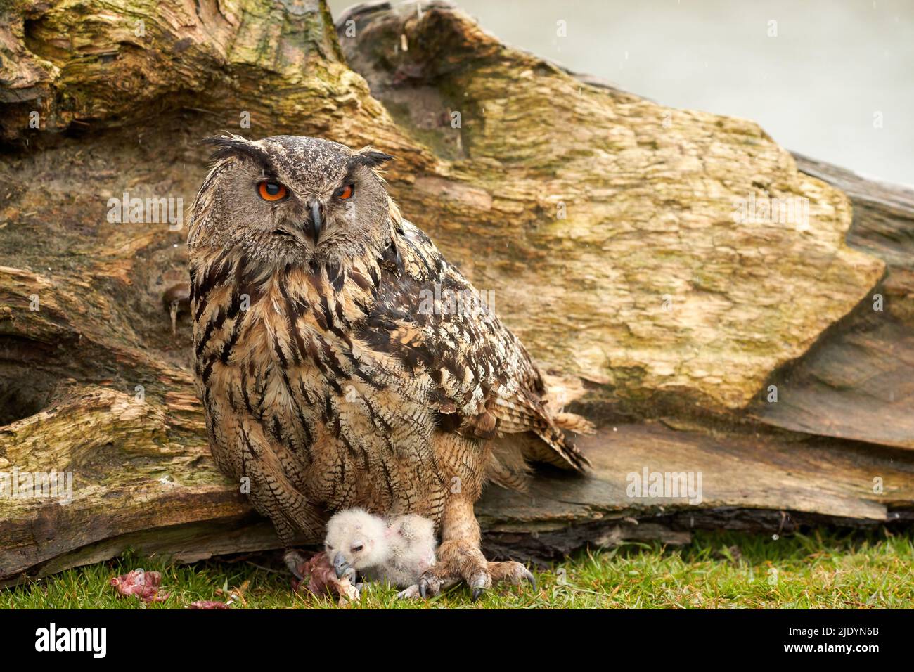 Hiboux d'aigle eurasien sauvage à l'extérieur de leur nid. Mère et poussin blanc, ils mangent un morceau de viande Banque D'Images