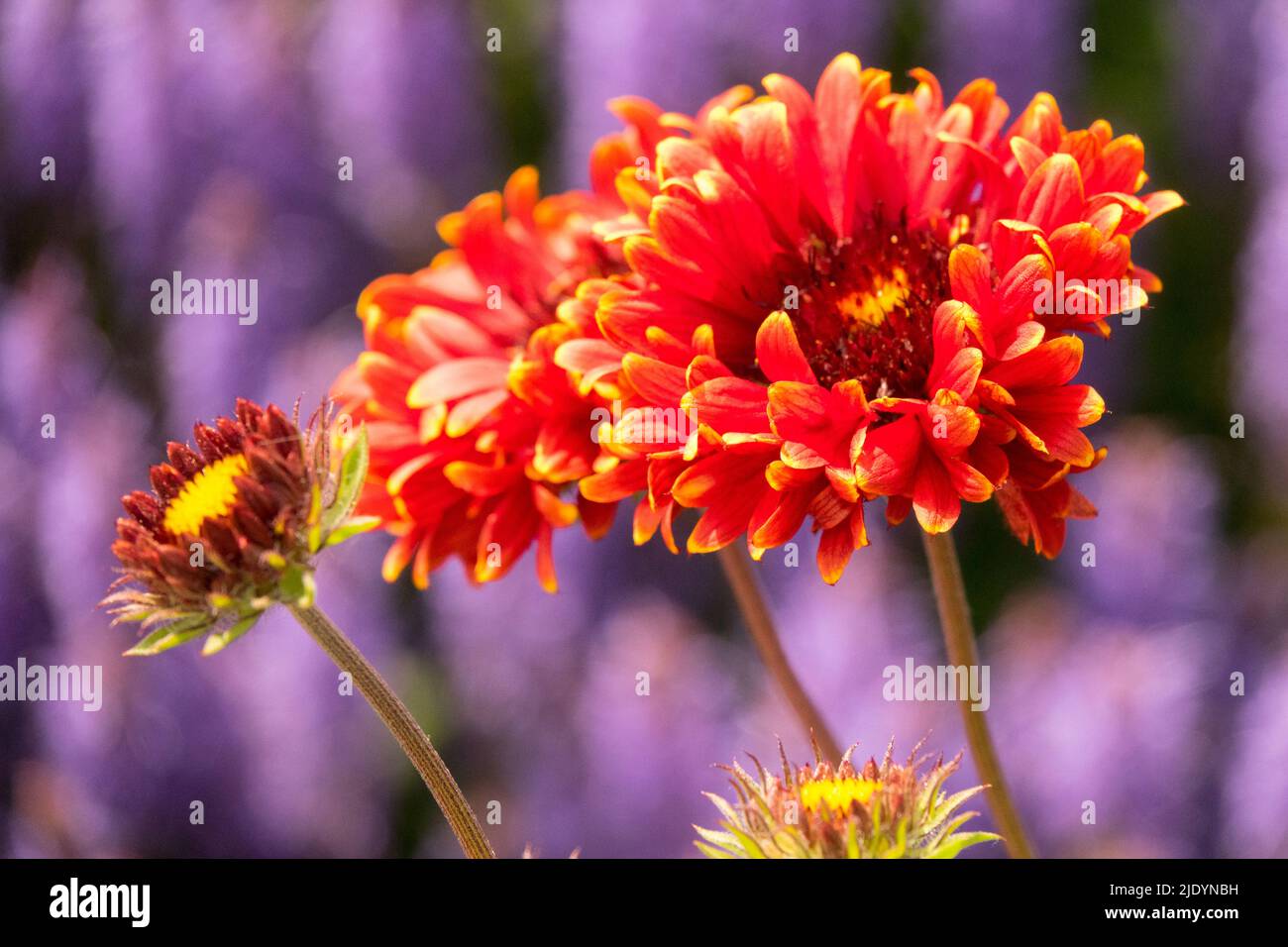 Jardin de fleurs de juin Gaillardia 'soleil rouge', fleur de couverture rouge au début de l'été Banque D'Images