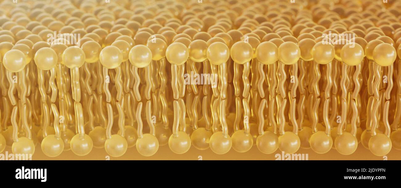 3D rendu de l'anatomie des cellules bicouches lipidiques - 3D rendu Banque D'Images