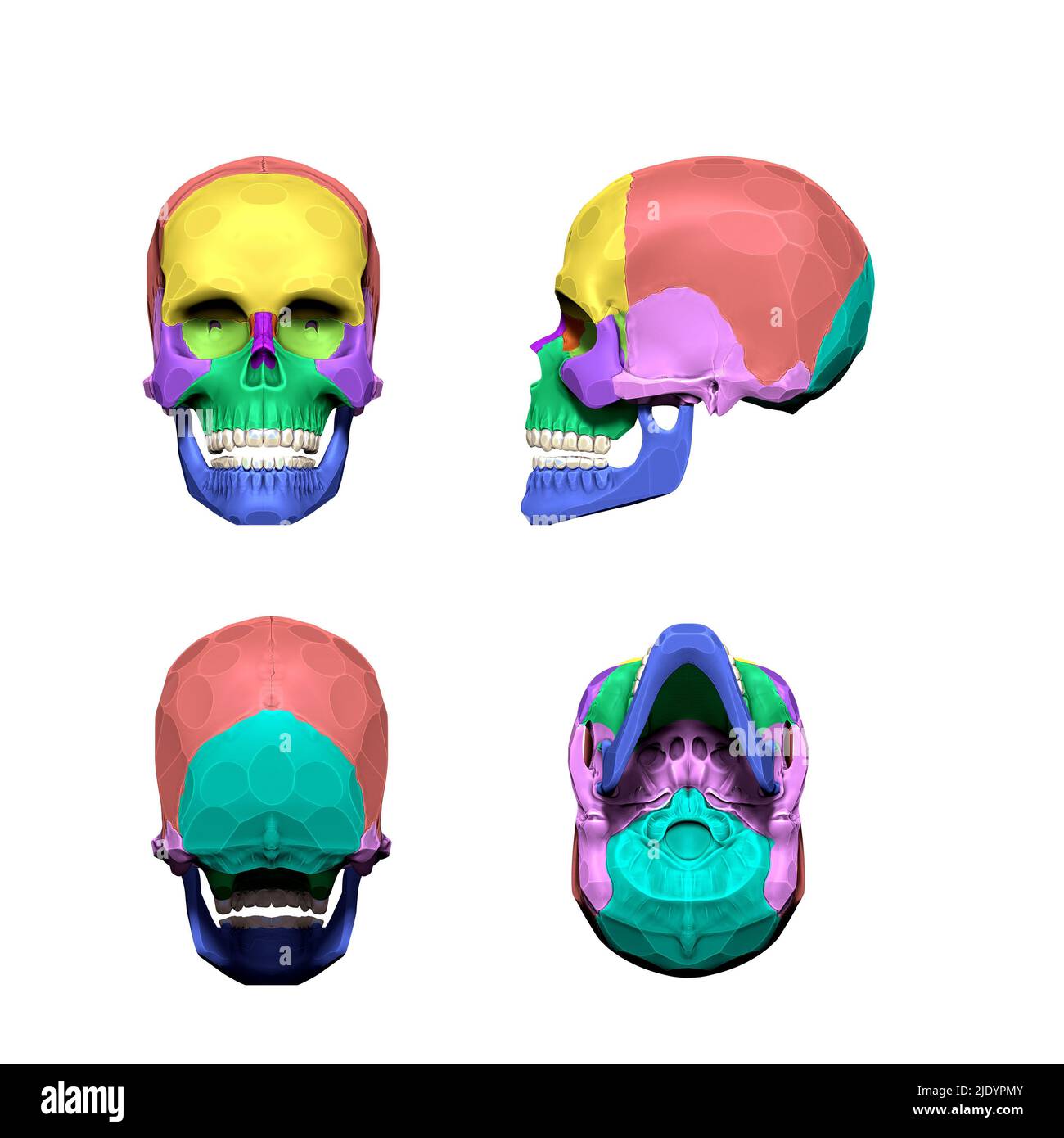 3D-image de la structure du crâne. Banque D'Images