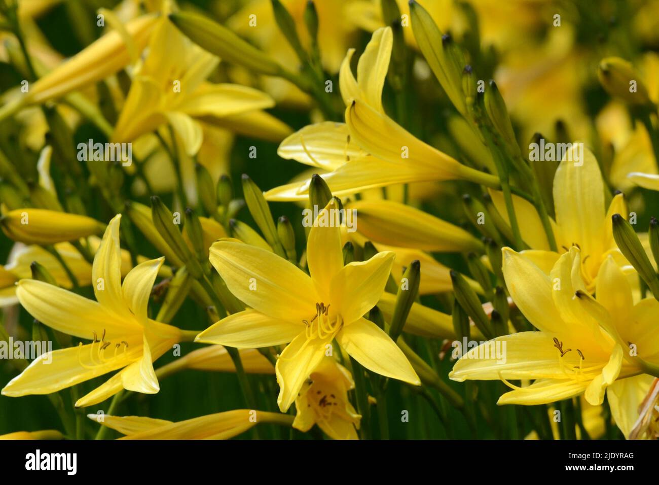 Hemerocallis liioasphodelus fleur jaune de daylis Banque D'Images