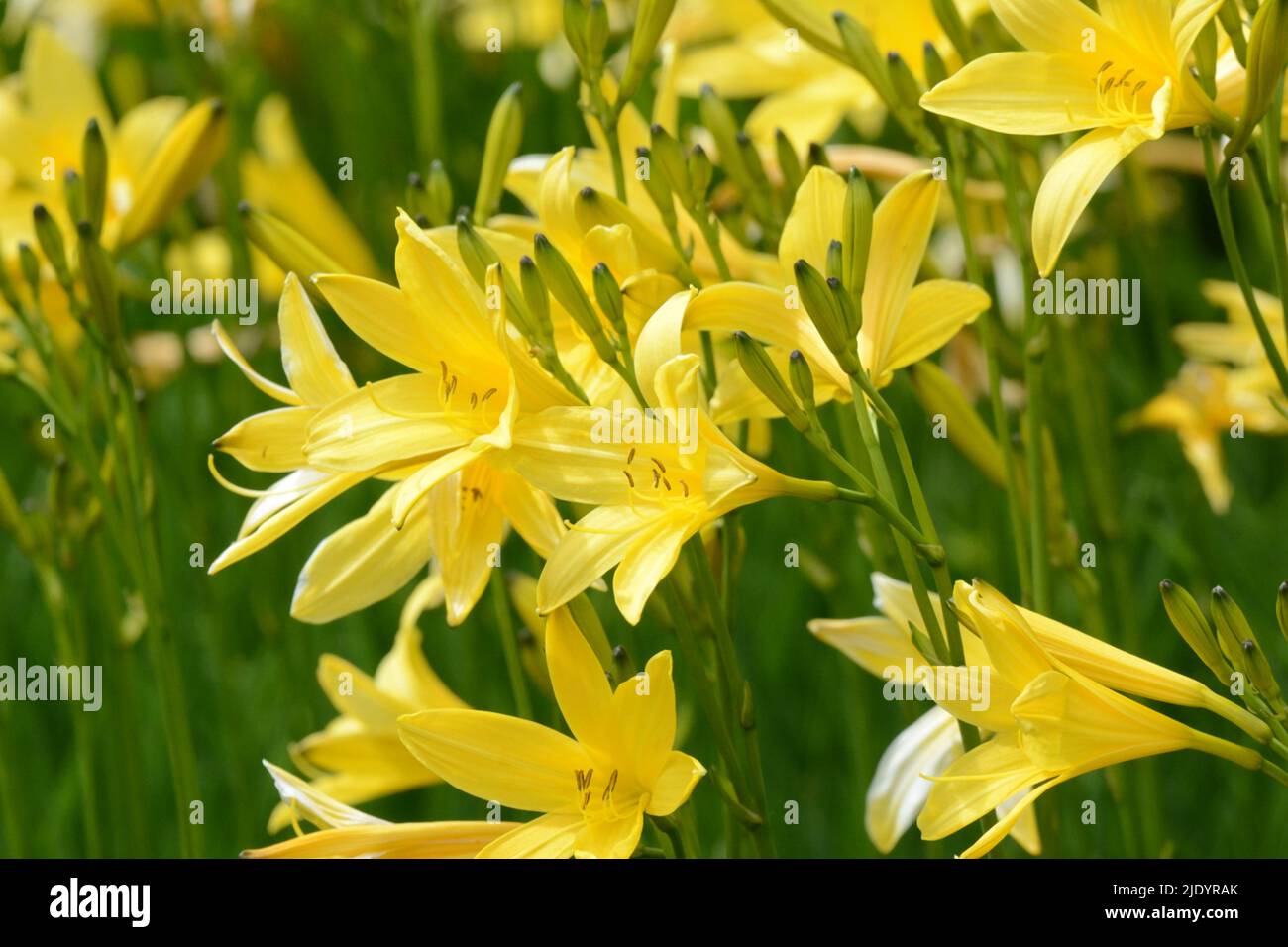 Hemerocallis liioasphodelus fleur jaune de daylis Banque D'Images