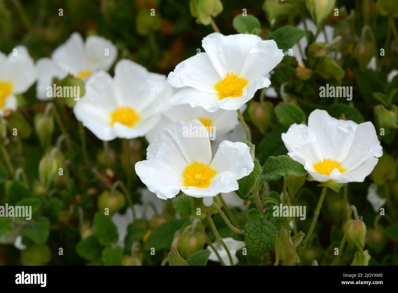 Cistus salviolus Rose rocheuse à feuilles de sauge Salvia cistus profuse fleurs blanches enneigées avec des étamines jaunes Banque D'Images