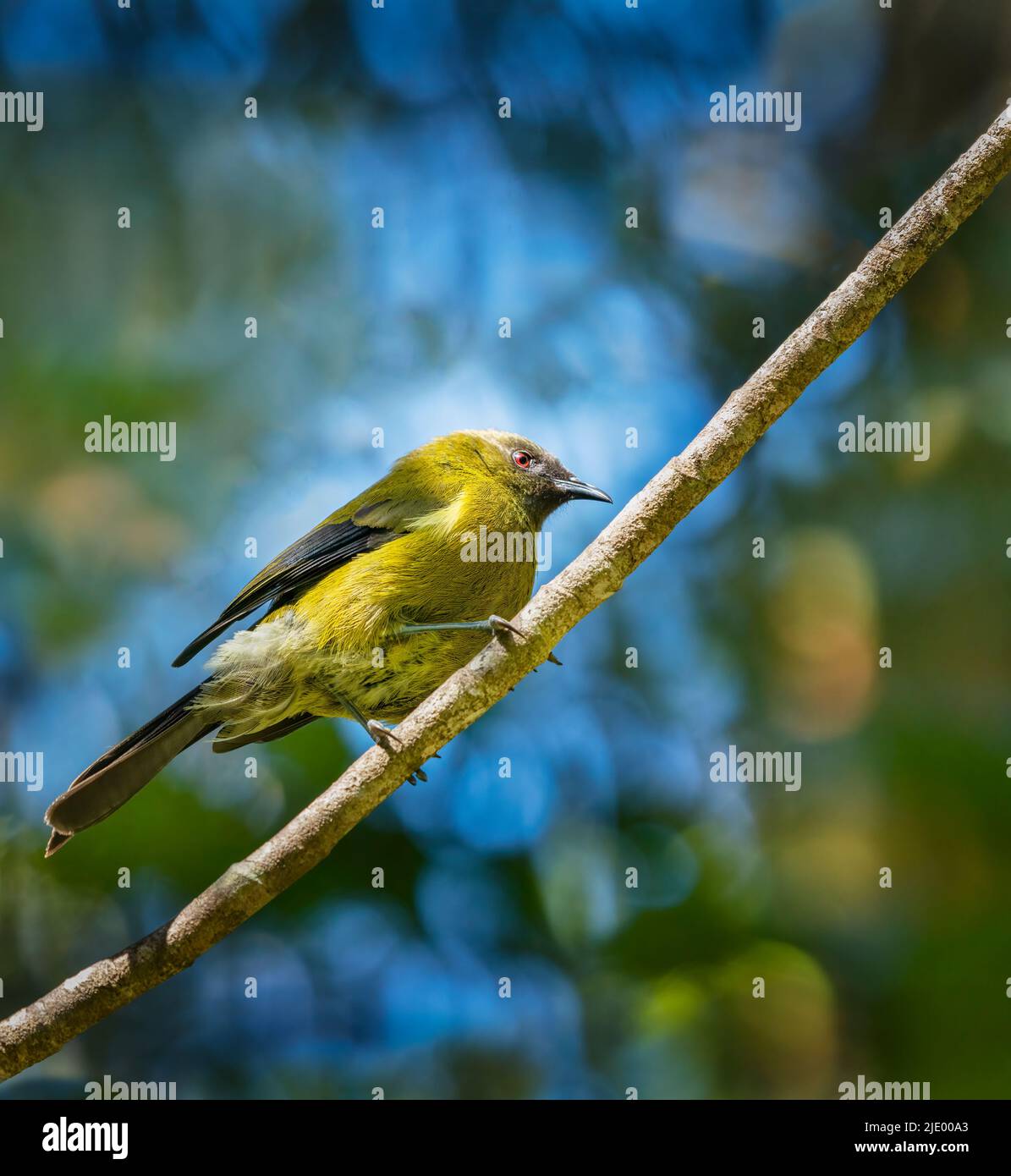 L'oiseau de Nouvelle-Zélande (Anthornis melanura), également connu sous les noms maoris korimako, perché sur une branche d'arbre. Format vertical. Banque D'Images