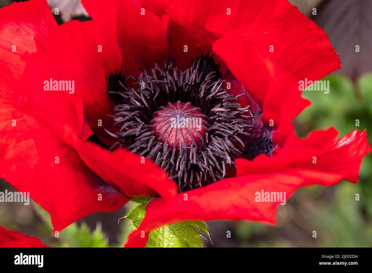 Fleur de pavot ouverte avec pétales rouges et centre noir Banque D'Images