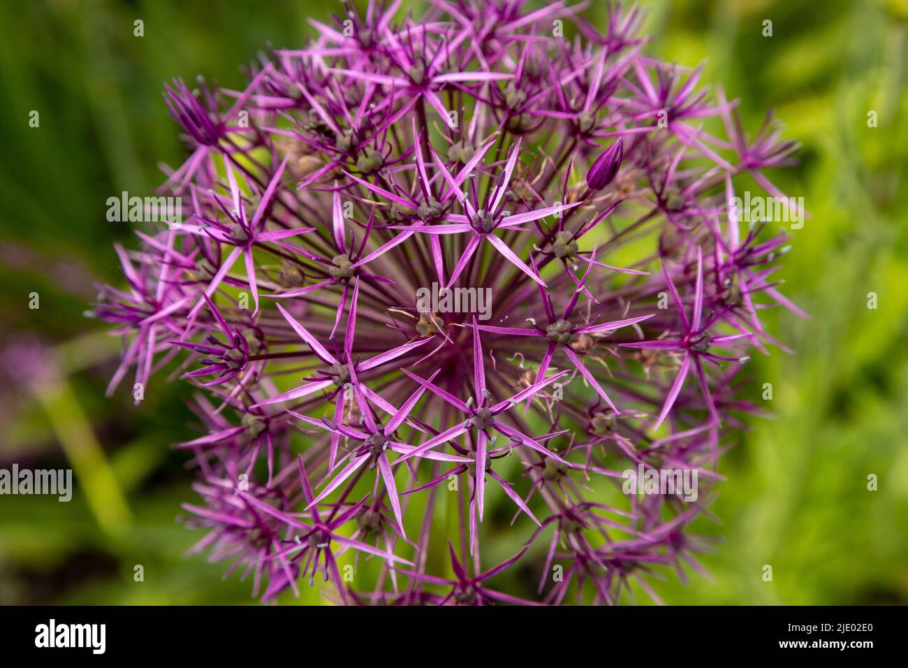 Fleur pourpre de forme sphérique Banque D'Images
