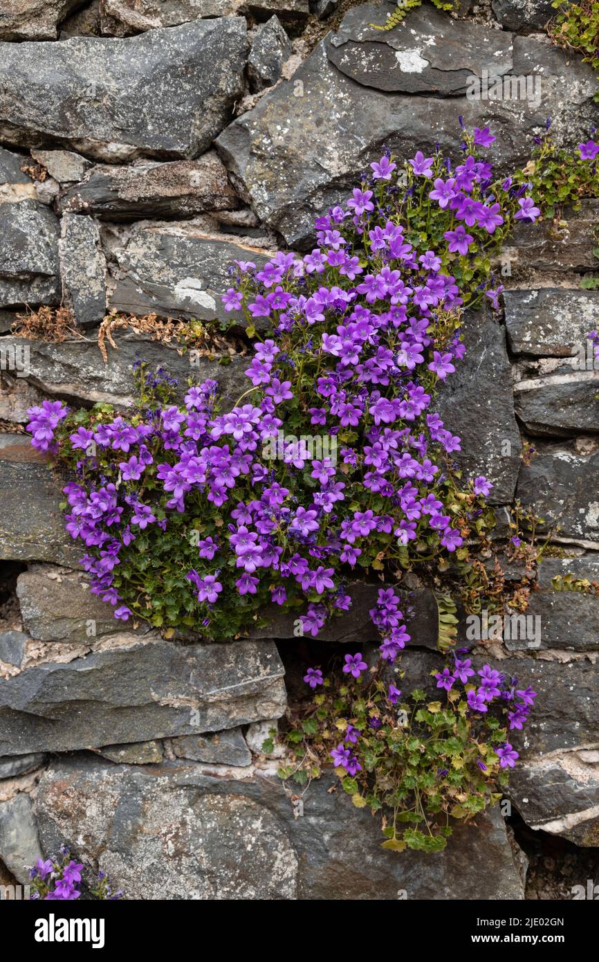 Fleurs violettes poussant dans un vieux mur de pierre Banque D'Images
