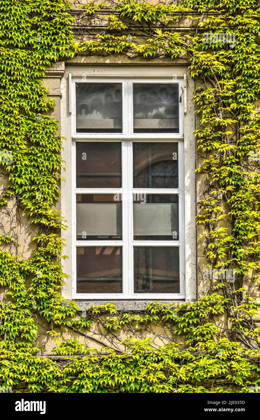Fenêtre avec subdivisions dans une façade en pierre surcultivée avec de l'ivy Banque D'Images